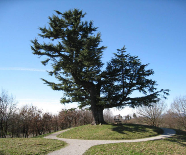Parco del Cjastenar - Foto Atelier IC Fagagna - Fagagna Turismo