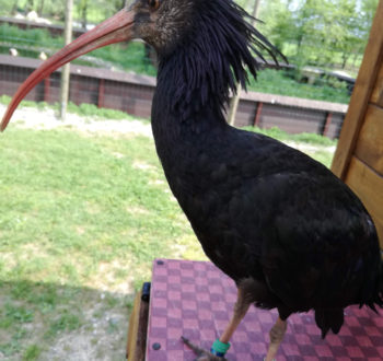 Un ibis eremita alla Festa dell'Oasi dei Quadris di Fagagna