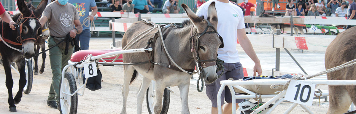 130 Corsa degli Asini, Fagagna - Domenica 6 settembre 2020