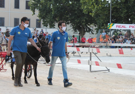 130 Corsa degli Asini, Fagagna - Domenica 6 settembre 2020