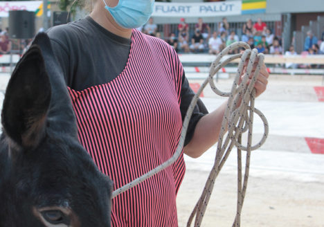 130 Corsa degli Asini, Fagagna - Domenica 6 settembre 2020