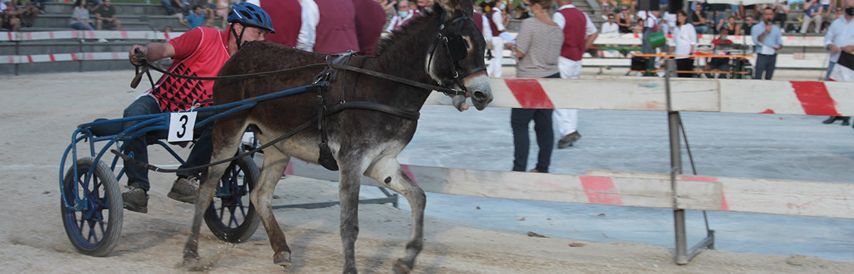 130 Corsa degli Asini, Fagagna - Domenica 6 settembre 2020