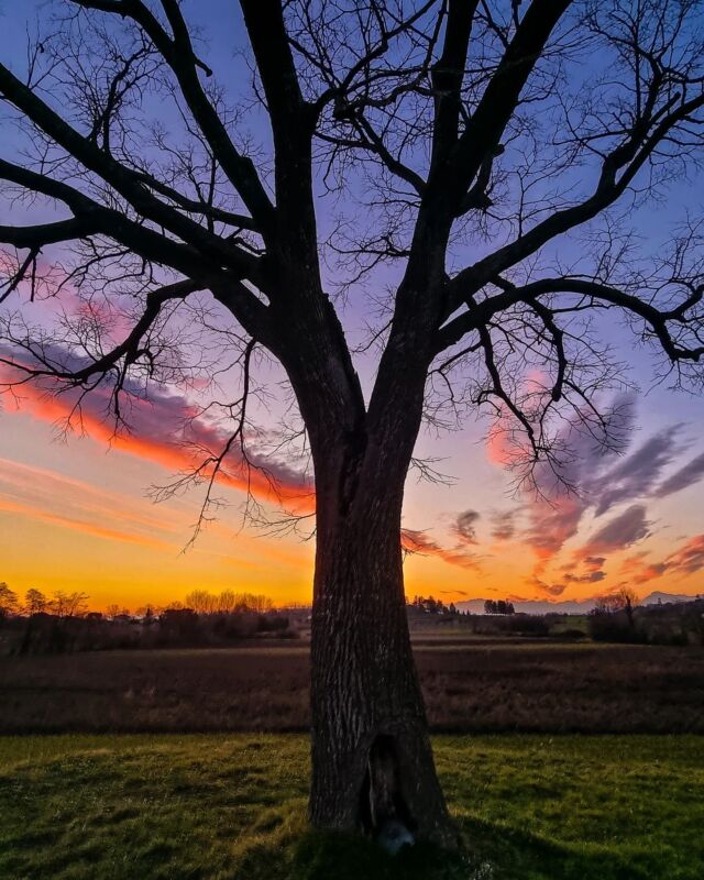 Volete sapere dove ho trovato la mia ispirazione? In un albero; l’albero sostiene i grossi rami, questi i rami più piccoli e i rametti sostengono le foglie. E ogni singola parte cresce armoniosa, magnifica.

(Antoni Gaudì)

📍 Tumbule di Foscjan, Villalta

@sabrydomeniconi 

#fagagna #fagagnaturismo #feagne ##tùmbuledifoscjàn #villaltadifagagna #villalta #sunset #tramontofriulano #alberopiufotografatodelfriuli #friulicollinare #collinarefvg #friuliveneziagiulia #friulivg #borghibellifvg #borghitalia #italy