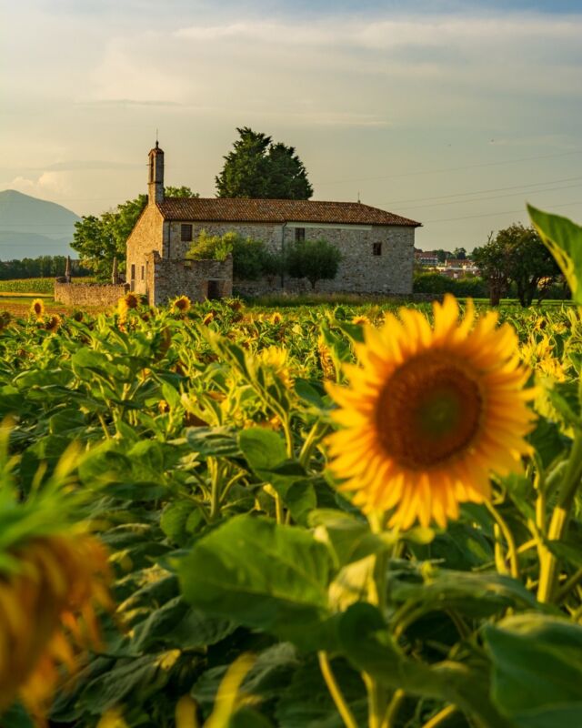 Metti assieme una chiesetta di campagna, un campo di girasoli, il sole verso il tramonto, e la somma di tutto ciò ti darà come risultato un'autentica meraviglia friulana 😍🌻

Put together a small country church, a sunflower field, the sun almost setting, and you will get an authentic marvel of Friuli 😍🌻

📸 @dariabellina 

📍 Madonna di Tavella, Madrisio

#fagagnaturismo #fagagna #feagne #campodigirasoli #madonnadiotavella #madrisio #madrisiodifagagna #chiesetta #chiesedelfriuli #friulicollinare #collinarefvg #fvg #friuli #borghibellifvg #borghitalia #italia #italy