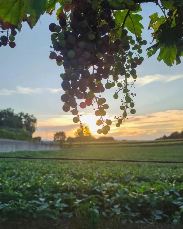 "Il sole, con tutti quei pianeti che gli girano attorno e da lui dipendono, può ancora far maturare una manciata di grappoli d'uva come se non avesse nient'altro da fare nell'universo" - Galileo Galilei

Grazie @tania_manazzon per averci taggato😊

#fagagnaturismo | #fagagna